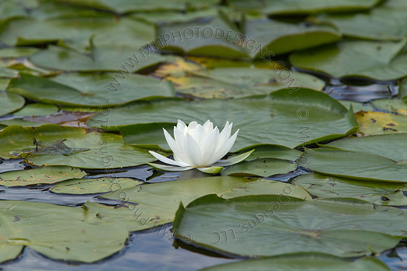 Hayward Wildlife 2010-139
