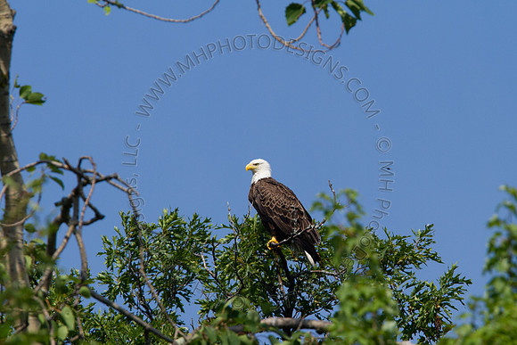 Hayward Wildlife 2010-029