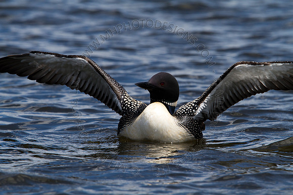 Hayward Wildlife 2010-113