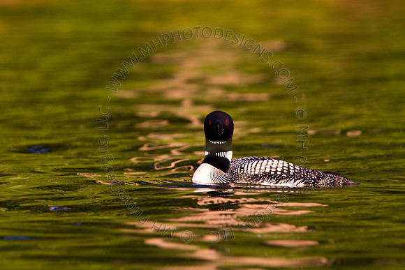 Hayward Wildlife 2010-004