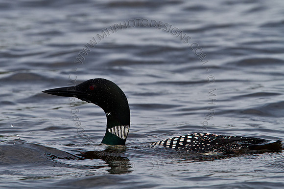 Hayward Wildlife 2010-055