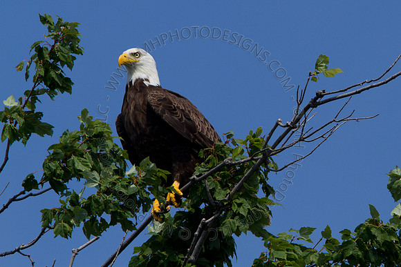 Hayward Wildlife 2010-042