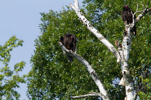Hayward Wildlife 2010-028
