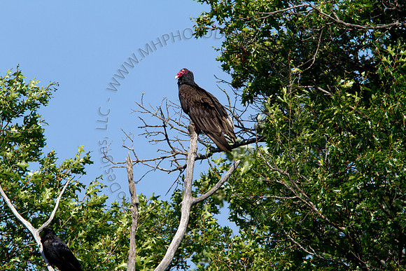 Hayward Wildlife 2010-010
