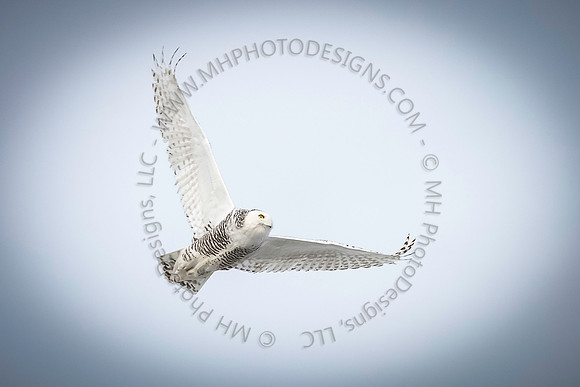January Projects 2014-007