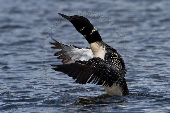 Hayward Wildlife 2010-122