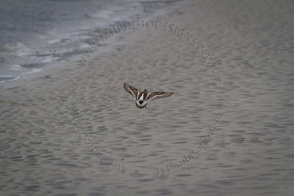 Florida 2012 ~ Week 3-210