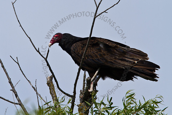 Hayward Wildlife 2010-048