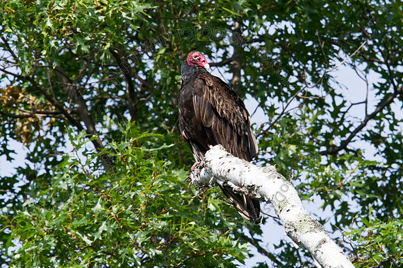 Hayward Wildlife 2010-041