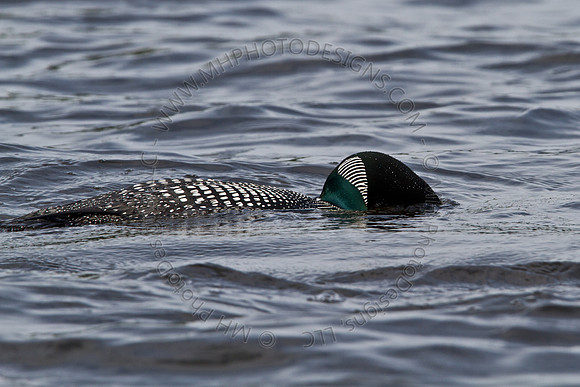 Hayward Wildlife 2010-051