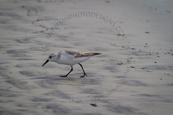 Florida 2012 ~ Week 3-198