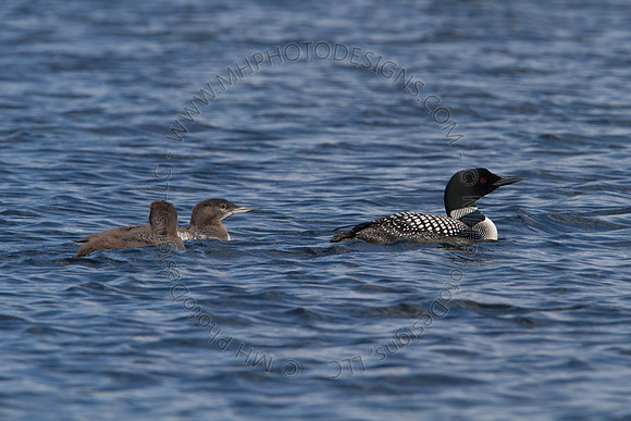 Hayward Wildlife 2010-156