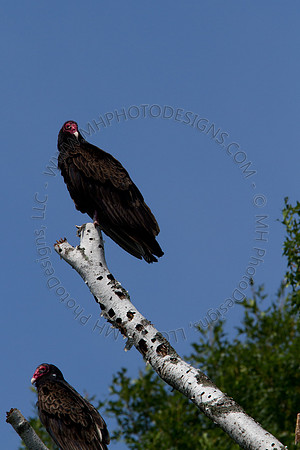 Hayward Wildlife 2010-040