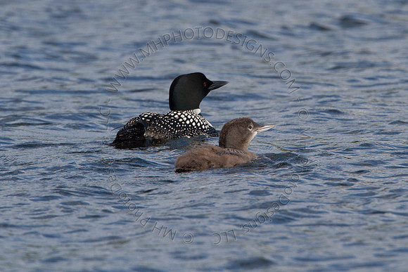 Hayward Wildlife 2010-153