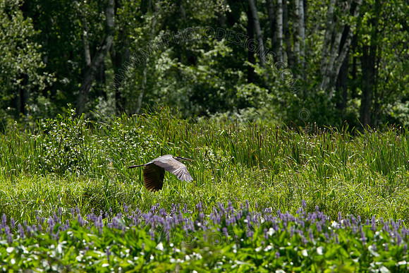 Hayward Wildlife 2010-138