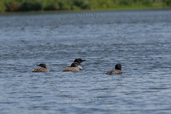 Hayward Wildlife 2010-150