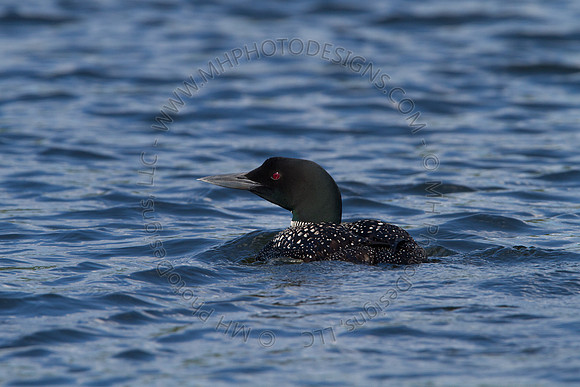 Hayward Wildlife 2010-160