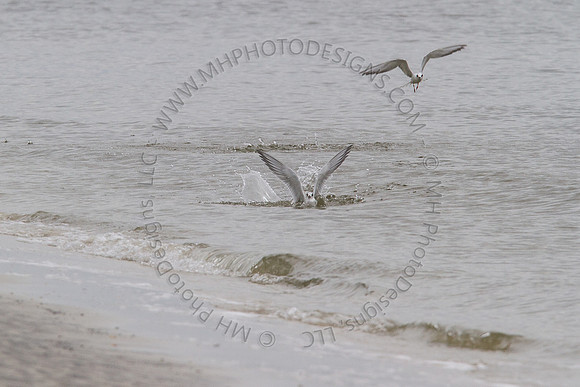 Florida 2012 ~ Week 3-203