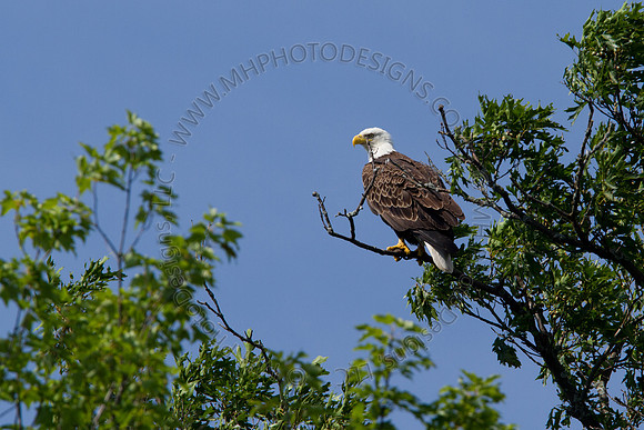 Hayward Wildlife 2010-033