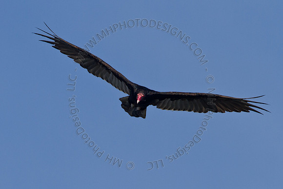 Hayward Wildlife 2010-017
