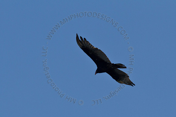 Hayward Wildlife 2010-009