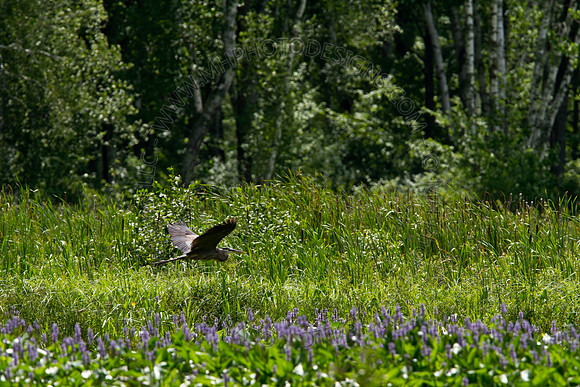 Hayward Wildlife 2010-137