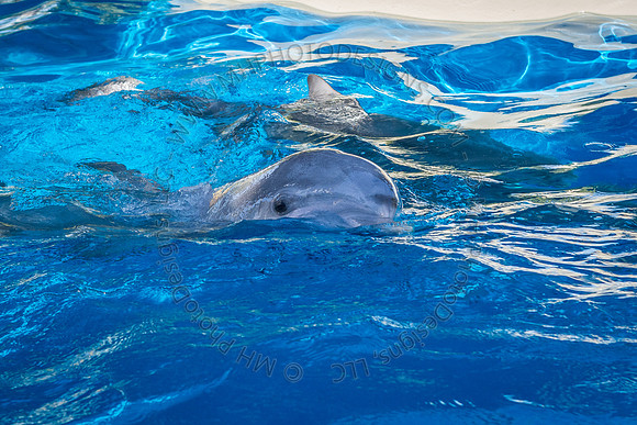 Florida 2012 ~ Week 3-018