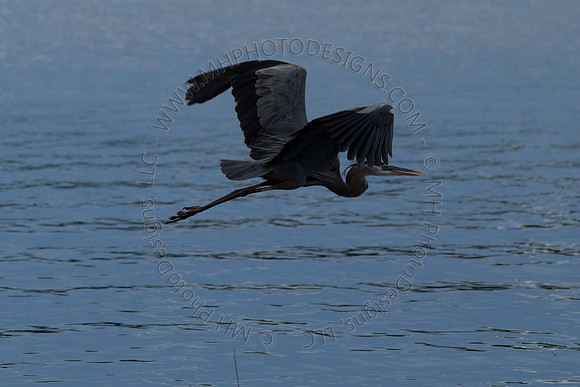 Hayward Wildlife 2010-081