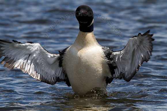Hayward Wildlife 2010-119