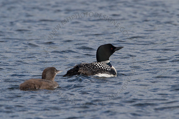 Hayward Wildlife 2010-154