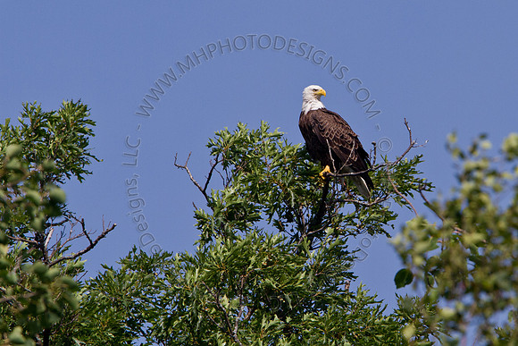 Hayward Wildlife 2010-025
