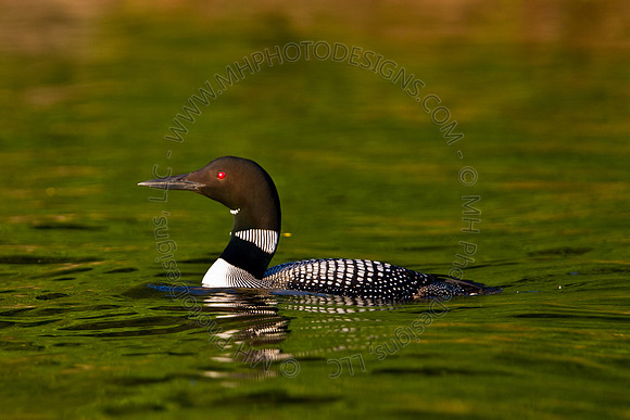 Hayward Wildlife 2010-006