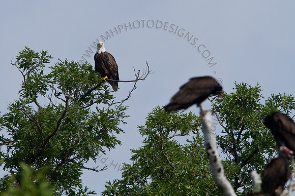 Hayward Wildlife 2010-045