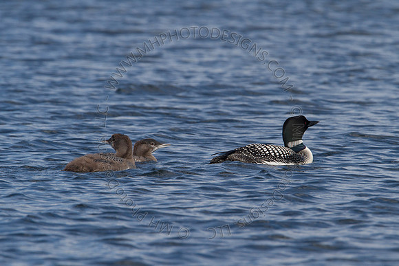 Hayward Wildlife 2010-155