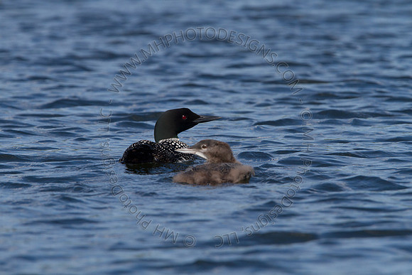 Hayward Wildlife 2010-158