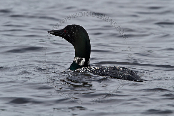 Hayward Wildlife 2010-059