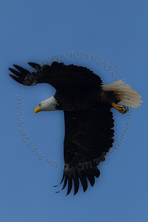 Hayward Wildlife 2010-044
