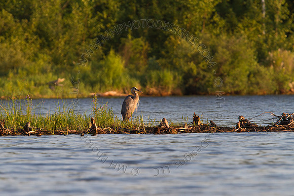 Hayward Wildlife 2010-001