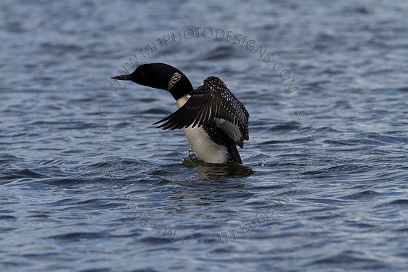 Hayward Wildlife 2010-123