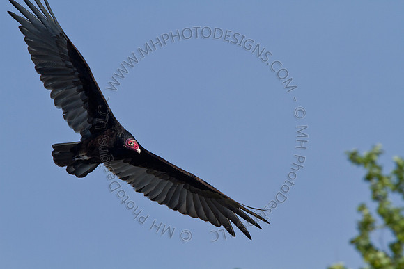 Hayward Wildlife 2010-021