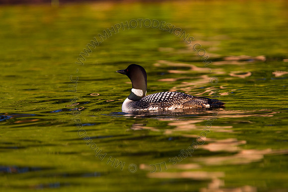 Hayward Wildlife 2010-002