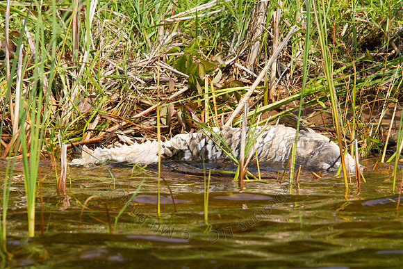 Hayward Wildlife 2010-050