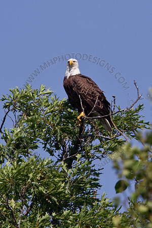 Hayward Wildlife 2010-026
