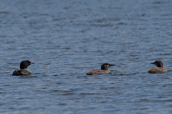 Hayward Wildlife 2010-151