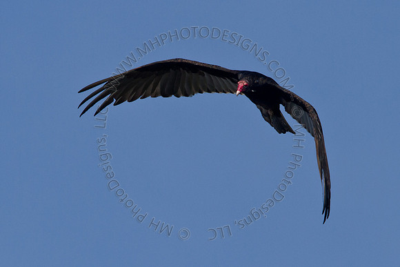 Hayward Wildlife 2010-015