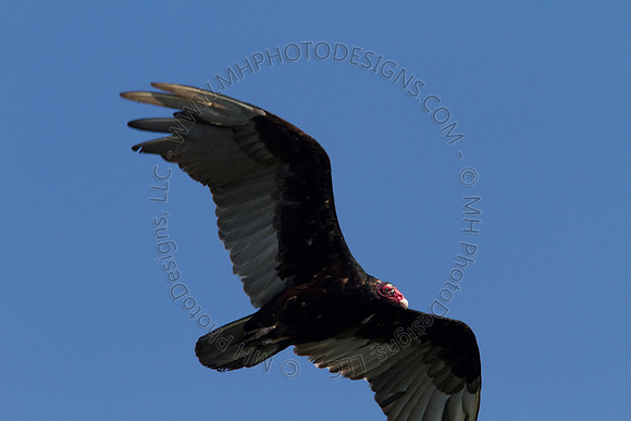 Hayward Wildlife 2010-011