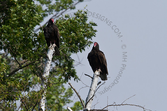 Hayward Wildlife 2010-020