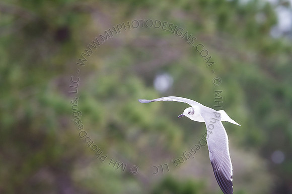 Florida 2012 ~ Week 3-213