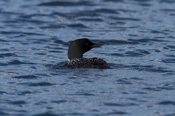 Hayward Wildlife 2010-159