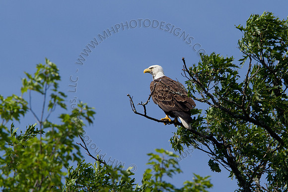 Hayward Wildlife 2010-034